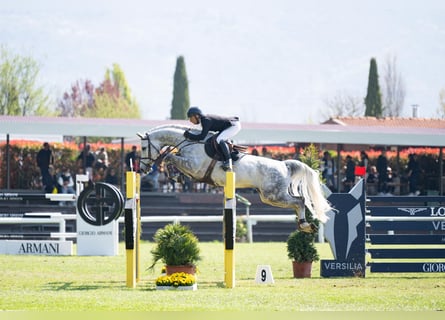Westfale, Wallach, 8 Jahre, 168 cm, Schimmel