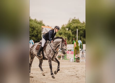 Westfale, Wallach, 8 Jahre, 168 cm, Schimmel