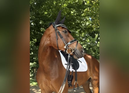 Westfale, Wallach, 8 Jahre, 169 cm, Brauner