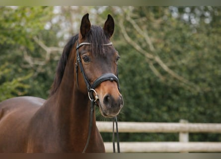 Westfale, Wallach, 8 Jahre, 170 cm, Brauner