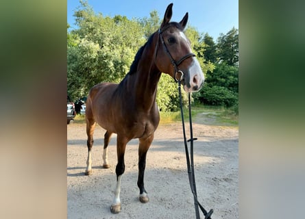 Westfale, Wallach, 8 Jahre, 170 cm, Brauner