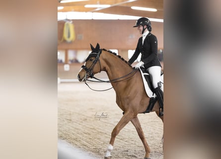 Westfale, Wallach, 8 Jahre, 171 cm, Fuchs