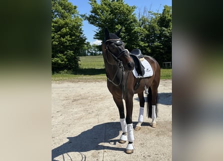 Westfale, Wallach, 8 Jahre, 172 cm, Dunkelbrauner