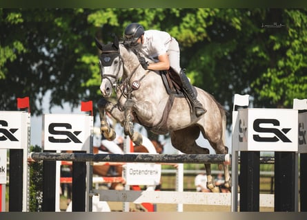 Westfale, Wallach, 8 Jahre, 172 cm, Schimmel