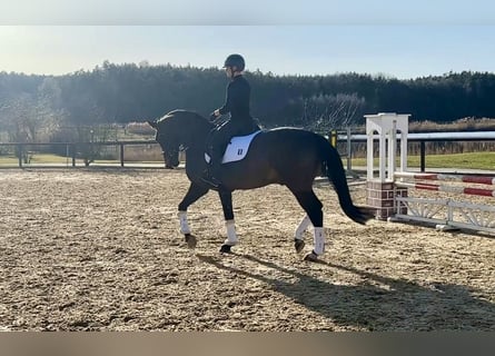 Westfale, Wallach, 8 Jahre, 173 cm, Brauner
