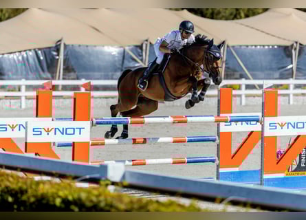 Westfale, Wallach, 8 Jahre, 175 cm, Brauner