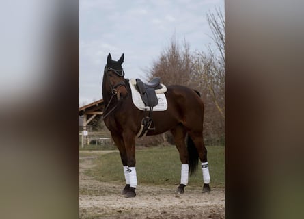 Westfale, Wallach, 8 Jahre, 176 cm, Brauner