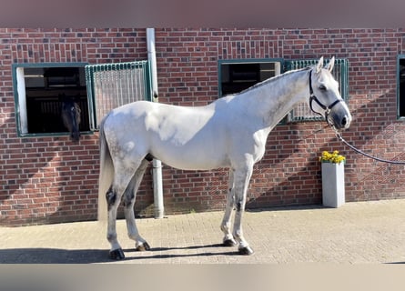 Westfale, Wallach, 8 Jahre, 176 cm, Schimmel