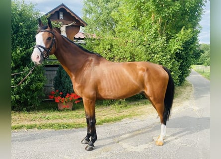 Westfale, Wallach, 9 Jahre, 167 cm, Brauner