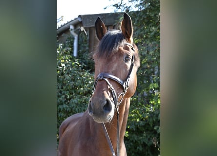 Westfale, Wallach, 9 Jahre, 168 cm, Brauner
