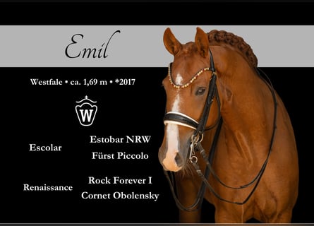 Westfale, Wallach, 9 Jahre, 168 cm, Fuchs