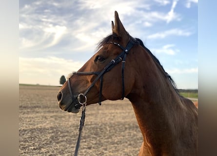 Westfale, Wallach, 9 Jahre, 172 cm, Brauner