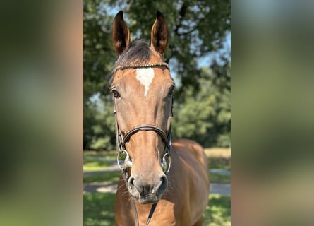 Westfale, Wallach, 9 Jahre, 172 cm, Brauner