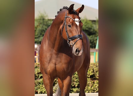 Westfale, Wallach, 9 Jahre, 174 cm