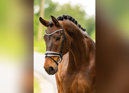 Westfale, Wallach, 9 Jahre, 177 cm, Brauner