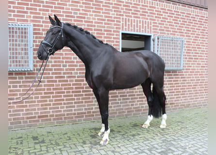 Westfale, Wallach, 9 Jahre, 185 cm, Schwarzbrauner