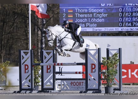 Westfale, Wallach, 9 Jahre, Schimmel