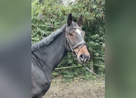 Westfaliano, Caballo castrado, 10 años, 160 cm, Castaño oscuro