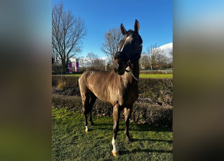 Westfaliano, Caballo castrado, 10 años, 162 cm, Castaño