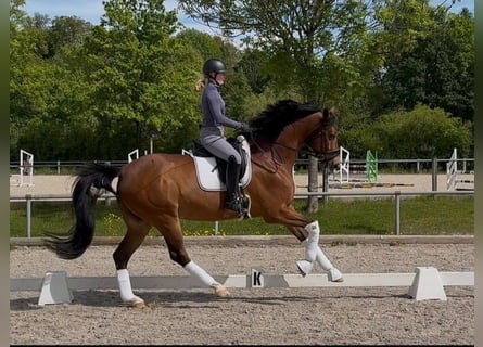 Westfaliano, Caballo castrado, 10 años, 170 cm, Castaño