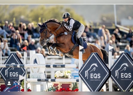 Westfaliano, Caballo castrado, 10 años, 170 cm, Castaño