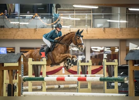 Westfaliano, Caballo castrado, 10 años, Alazán