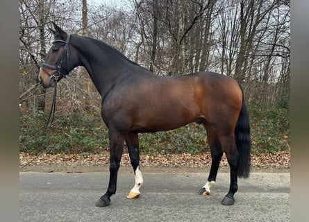 Westfaliano, Caballo castrado, 11 años, 162 cm, Castaño oscuro