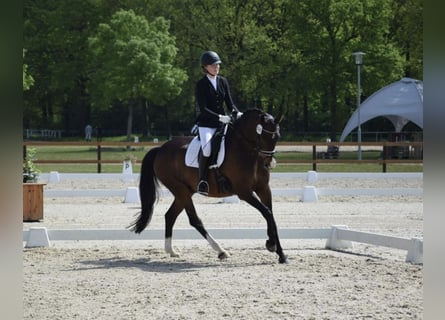 Westfaliano, Caballo castrado, 11 años, 168 cm, Castaño