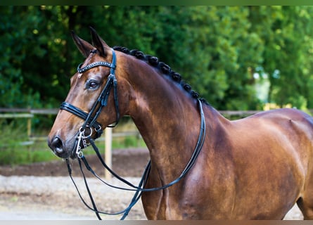 Westfaliano, Caballo castrado, 11 años, 169 cm, Castaño