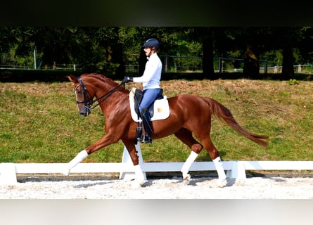 Westfaliano, Caballo castrado, 11 años, 170 cm, Alazán