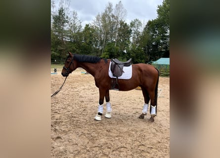 Westfaliano, Caballo castrado, 11 años, 170 cm, Castaño