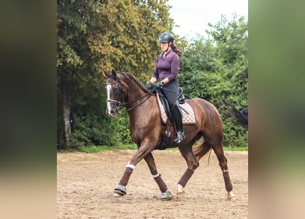 Westfaliano, Caballo castrado, 11 años, 171 cm, Alazán-tostado