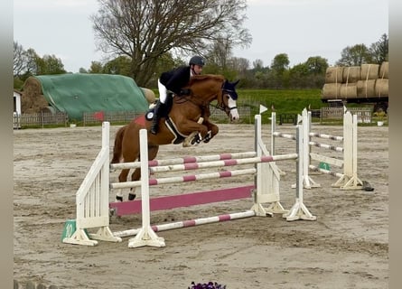 Westfaliano, Caballo castrado, 11 años, 174 cm, Alazán