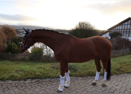 Westfaliano, Caballo castrado, 12 años, 168 cm, Alazán