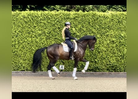 Westfaliano, Caballo castrado, 12 años, 168 cm, Castaño oscuro