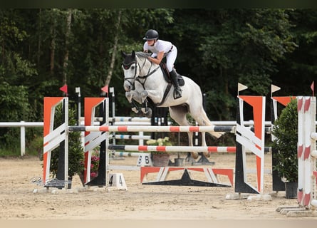 Westfaliano, Caballo castrado, 12 años, 168 cm, Tordo