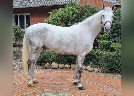 Westfaliano, Caballo castrado, 12 años, 169 cm, Tordo