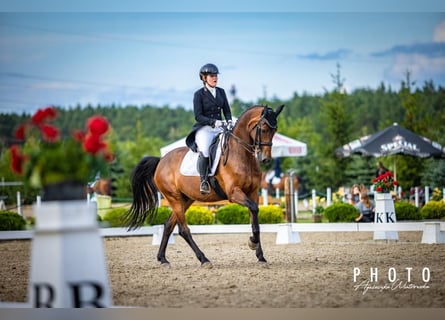 Westfaliano, Caballo castrado, 13 años, 168 cm, Castaño rojizo