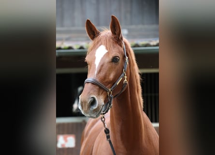 Westfaliano, Caballo castrado, 13 años, 174 cm, Alazán