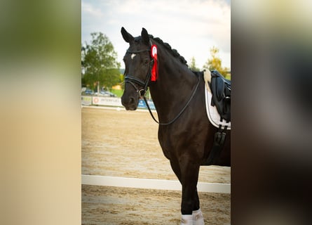 Westfaliano, Caballo castrado, 13 años, 178 cm, Negro