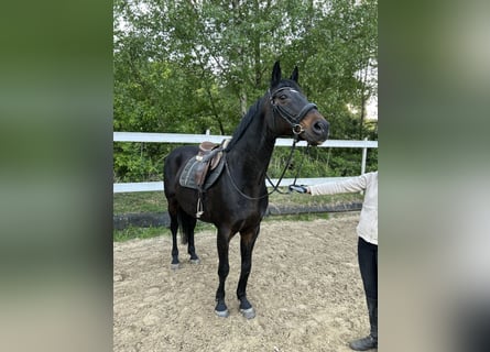 Westfaliano, Caballo castrado, 14 años, 165 cm, Castaño