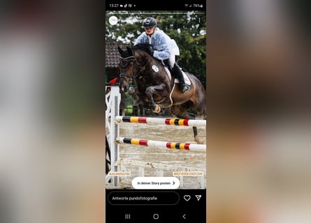 Westfaliano, Caballo castrado, 14 años, 167 cm, Castaño oscuro