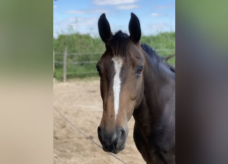 Westfaliano, Caballo castrado, 15 años, 160 cm, Castaño oscuro