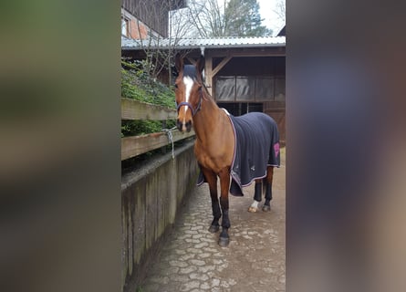 Westfaliano, Caballo castrado, 15 años, 165 cm, Castaño