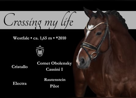 Westfaliano, Caballo castrado, 15 años, 165 cm, Castaño