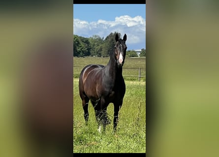 Westfaliano, Caballo castrado, 15 años, 167 cm, Castaño