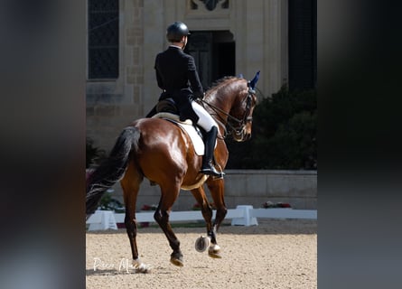 Westfaliano, Caballo castrado, 15 años, 169 cm, Castaño