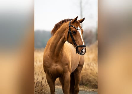 Westfaliano, Caballo castrado, 16 años, 165 cm, Alazán-tostado