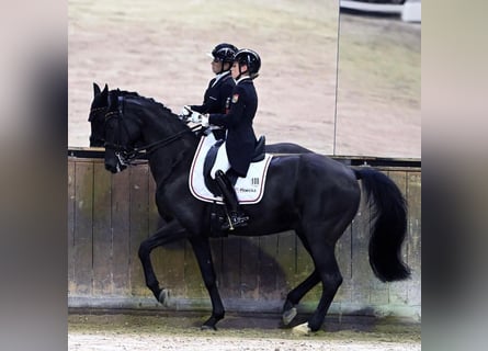 Westfaliano, Caballo castrado, 16 años, 170 cm, Negro