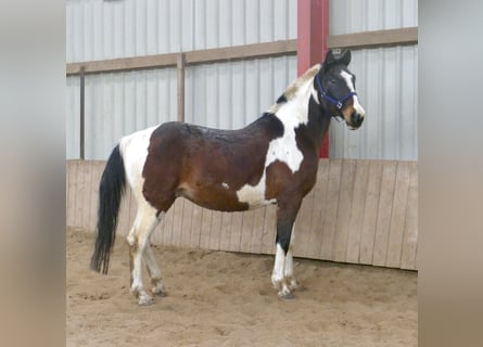 Westfaliano, Caballo castrado, 16 años, 170 cm, Pío